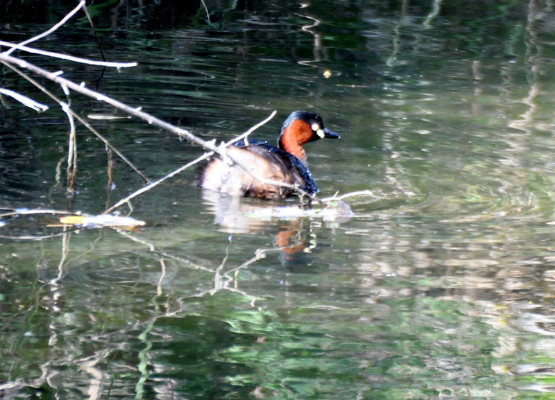 DSC_5233.JPG