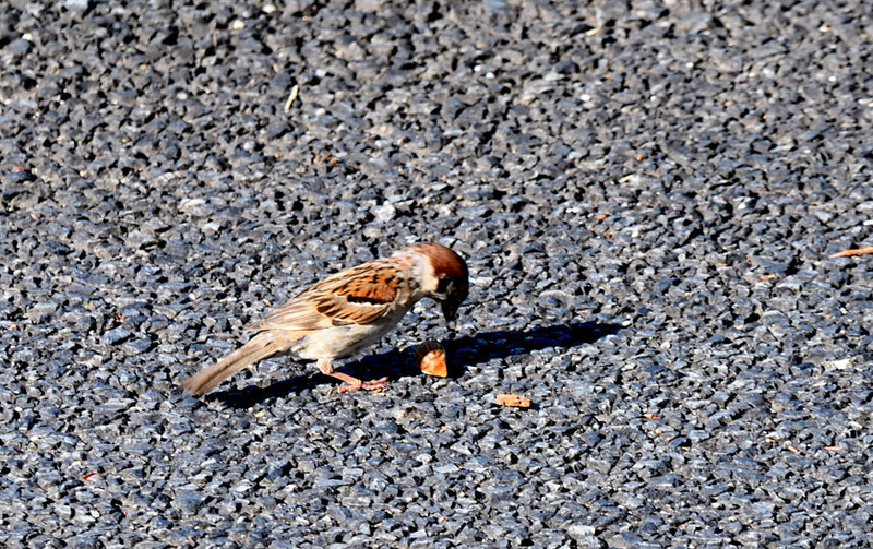 DSC_5264.JPG