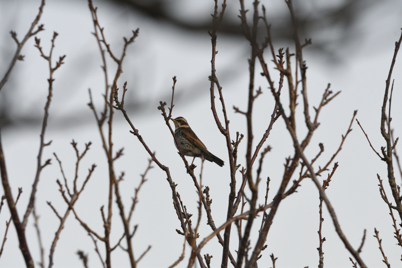 DSC_7240.JPG