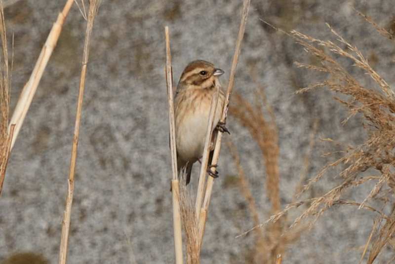 DSC_7370.JPG